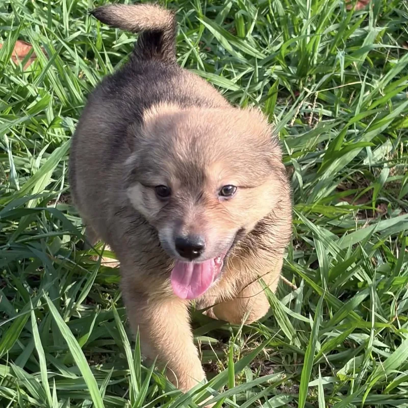 A baby medium-sized male Yellow / Tan / Blond / Fawn Australian Shepherd dog named Reef for adoption in Pelham, NH