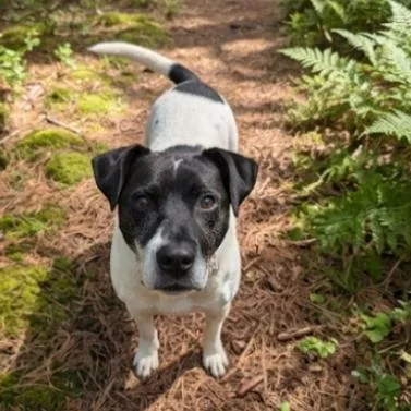 An adult medium-sized male Black Mixed Breed dog named Petey  Coming Soon for adoption in Naperville, IL