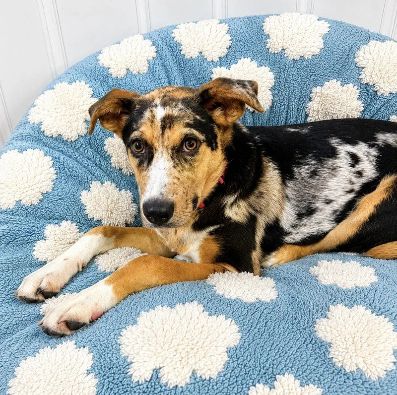 A young large-sized female Catahoula Leopard Dog dog named Ditsy for adoption in Newport, KY