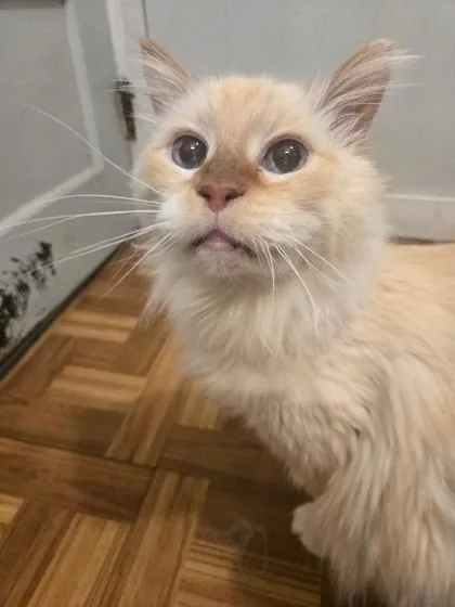 A senior medium-sized male Flame Point Domestic Long Hair cat named Buttercup for adoption in Plano, TX