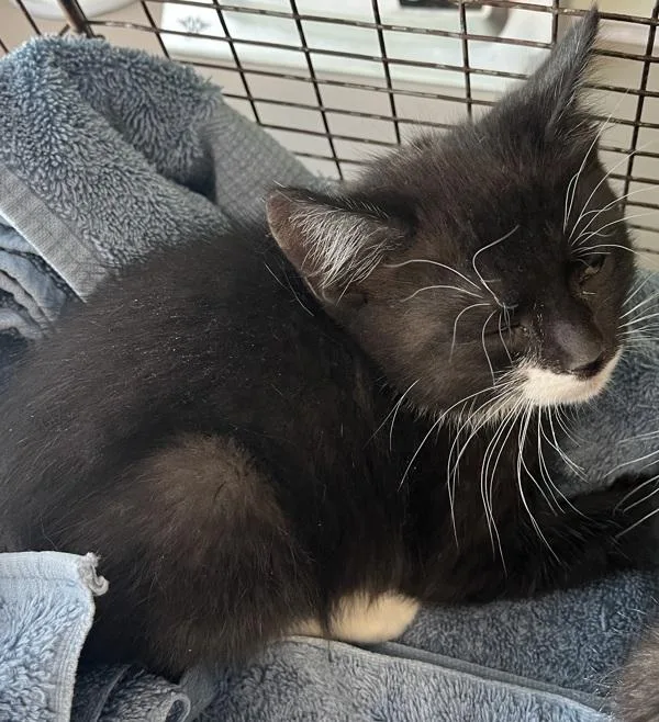 A baby medium-sized female Domestic Short Hair cat named Delta Frost for adoption in Salt Lake City, UT