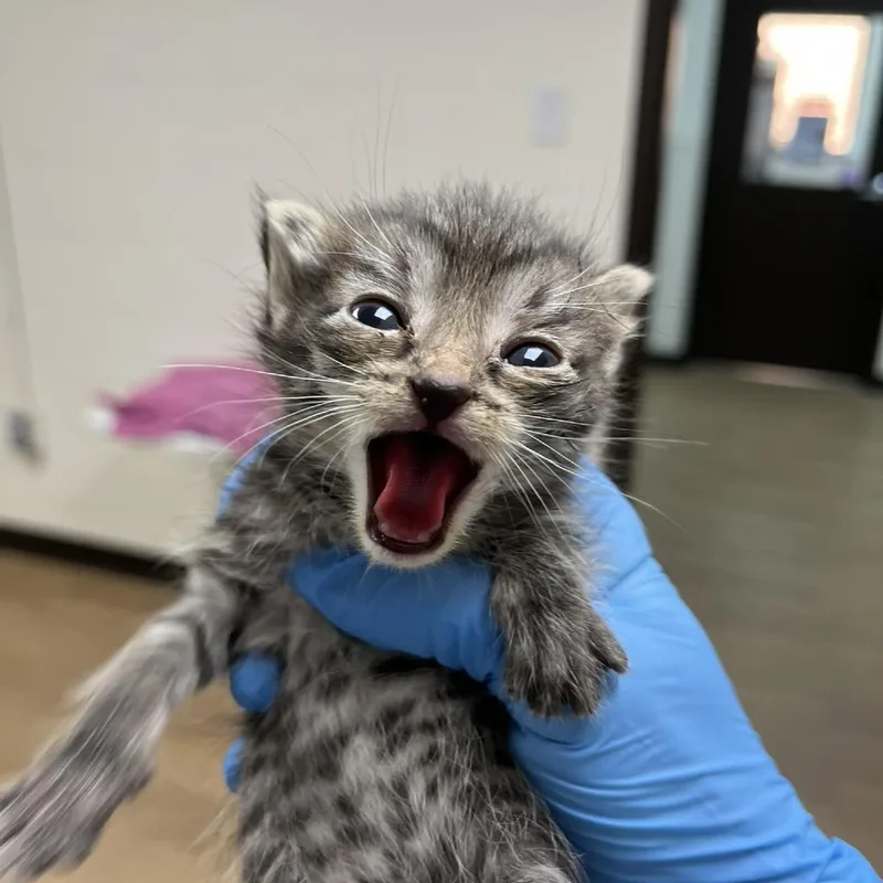 A baby small-sized female Brown / Chocolate Domestic Short Hair cat named SVASStray for adoption in Lyndhurst, VA