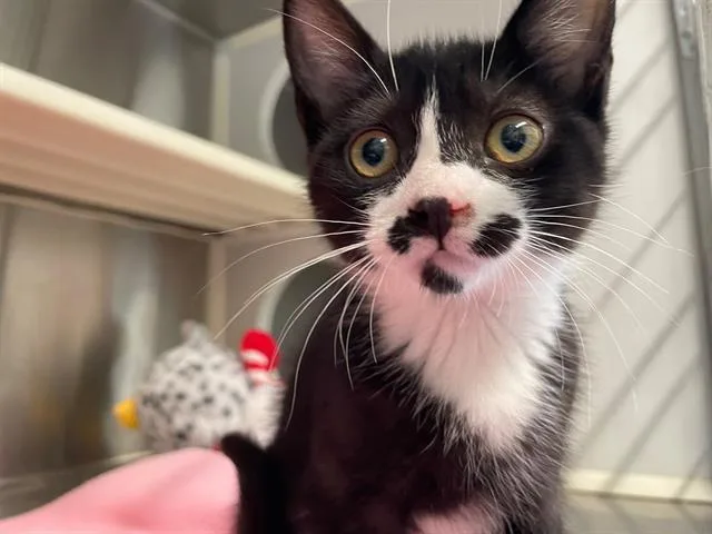 A baby small-sized male Domestic Short Hair cat named Max for adoption in Tustin, CA