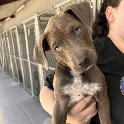 A baby large-sized female Mixed Breed dog named Ember for adoption in Munster, IN
