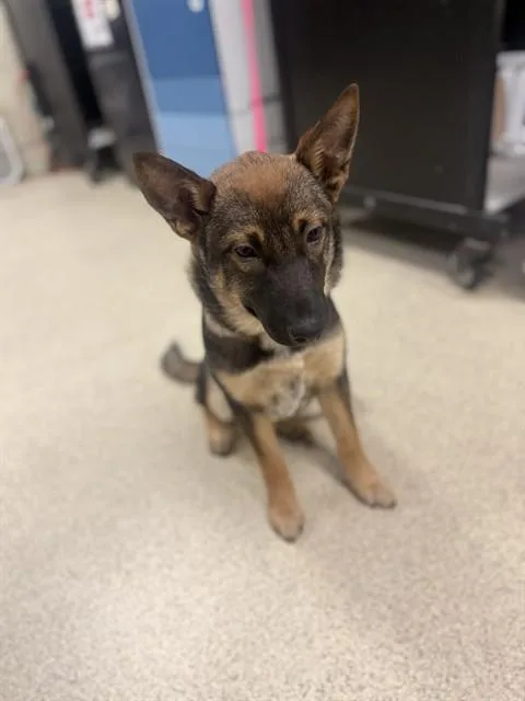 A baby small-sized female Siberian Husky dog named Cera for adoption in Riverside, CA