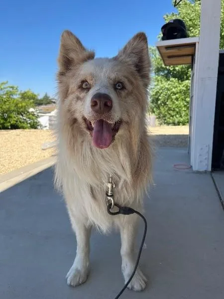 An adult medium-sized male Shetland Sheepdog / Sheltie dog named Simon for adoption in San Luis Obispo, CA