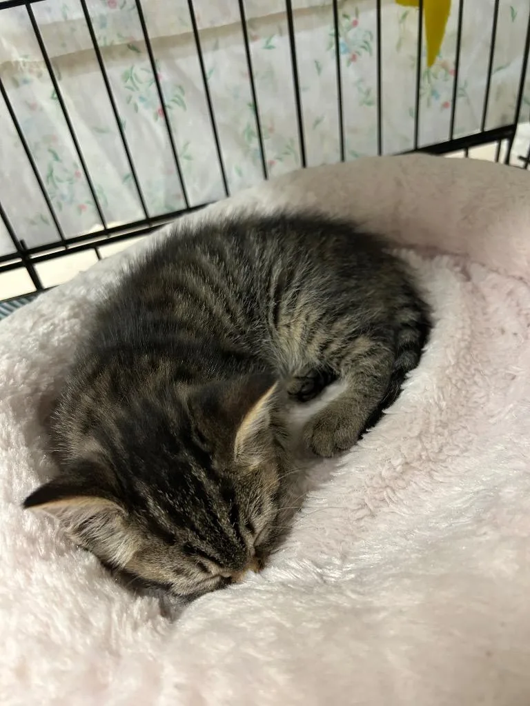 A baby small-sized female Domestic Short Hair cat named Hickory for adoption in Mineral, VA