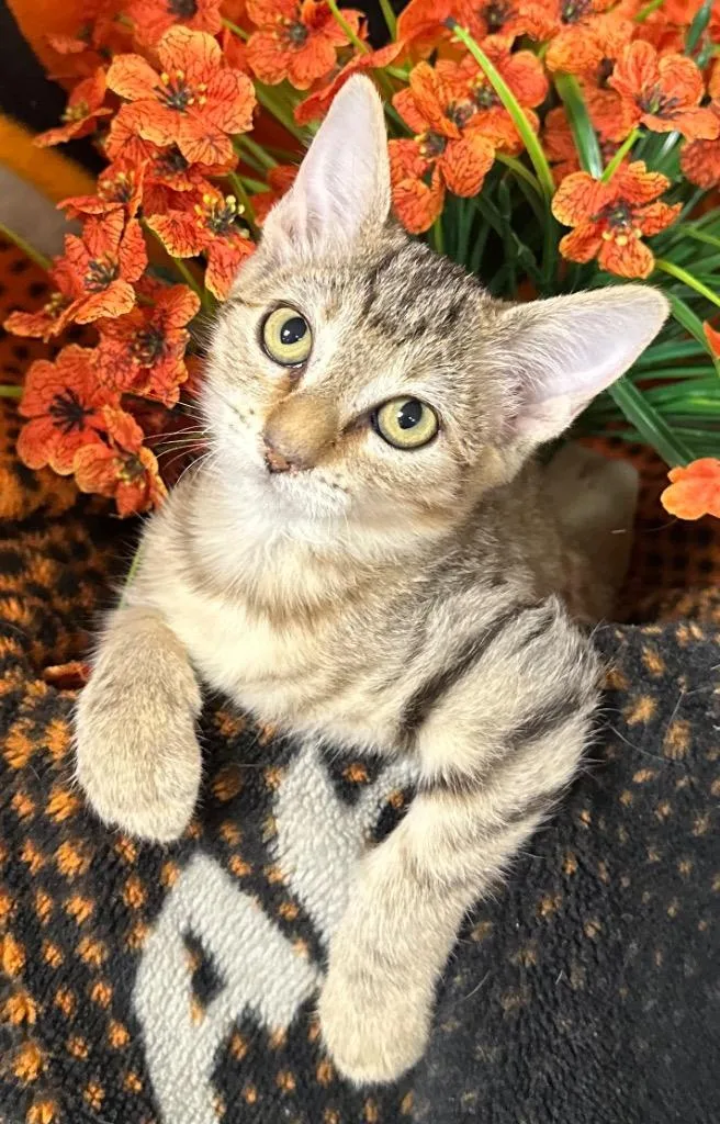 A baby small-sized male Domestic Short Hair cat named Tin Man for adoption in Stillwater, OK
