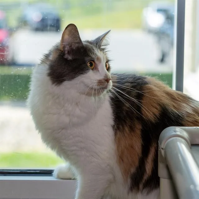 A young medium-sized female Domestic Medium Hair cat named Opal for adoption in Methuen, MA