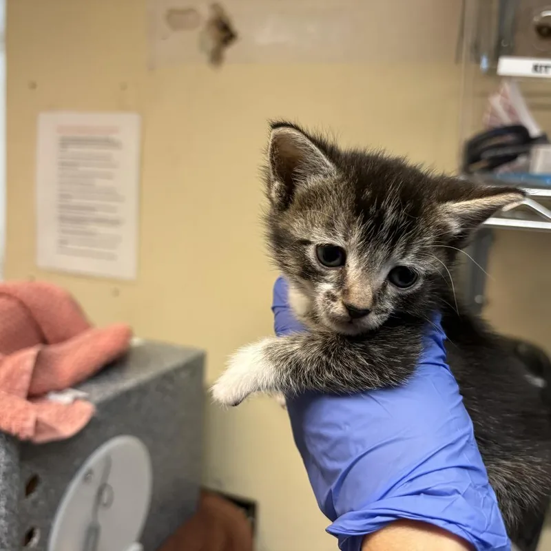 A baby small-sized female Gray / Blue / Silver Domestic Short Hair cat named Hawaiian Pizza for adoption in Pasadena, CA