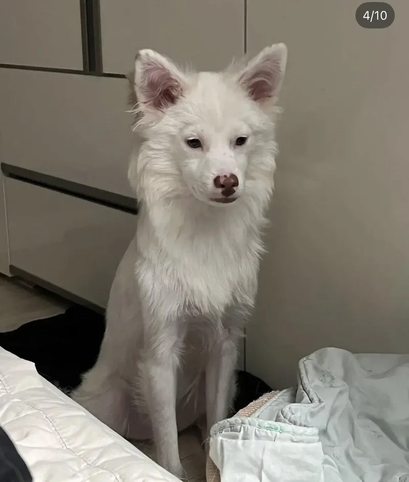 A baby medium-sized male Jindo dog named Yuki for adoption in Agoura Hills, CA