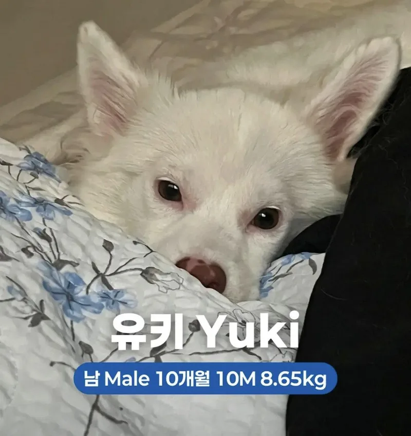Yuki thumbnail 2