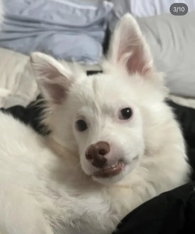 Yuki thumbnail 3