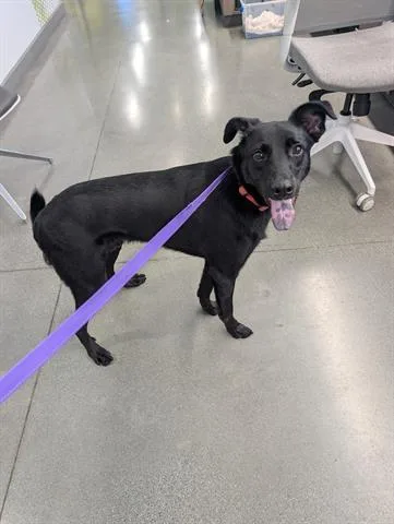 A young medium-sized male Labrador Retriever dog named Papa Midnight for adoption in San Martin, CA