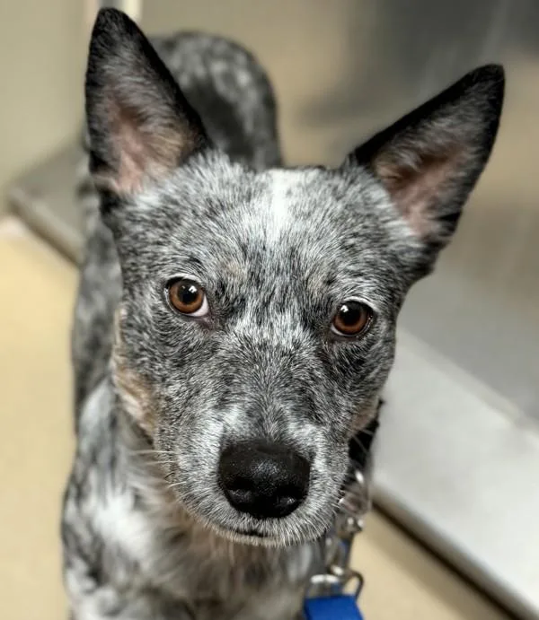 An adult medium-sized male Cattle Dog dog named Scarecrow for adoption in Walnut Creek, CA
