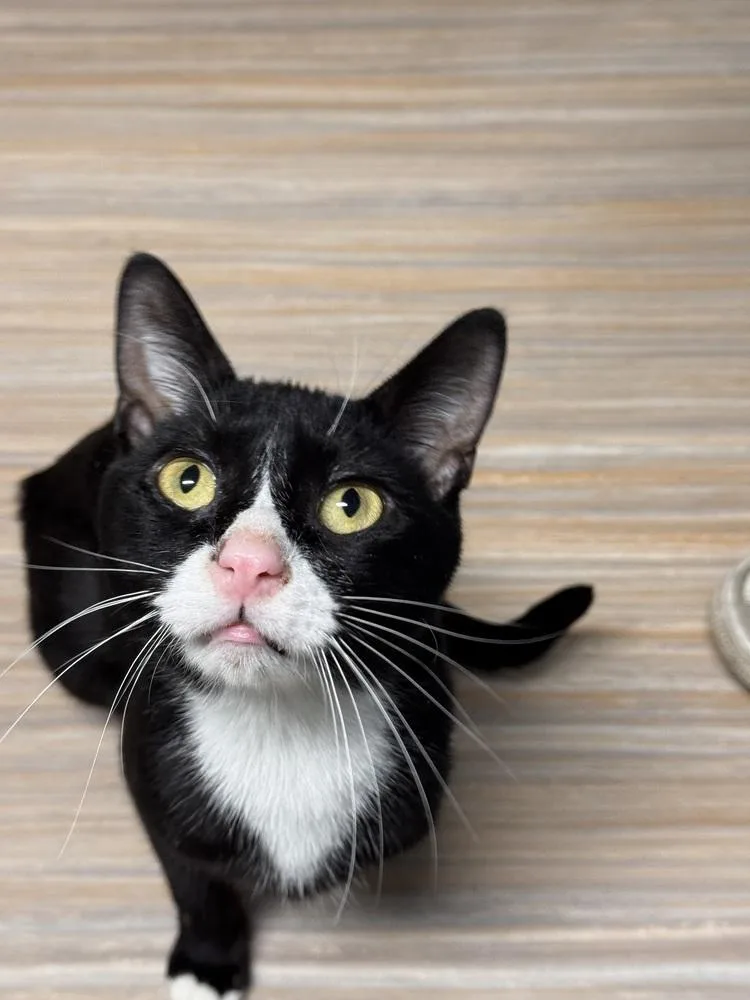 An adult medium-sized male Black & White / Tuxedo Domestic Short Hair cat named Regulus for adoption in Plymouth, MI