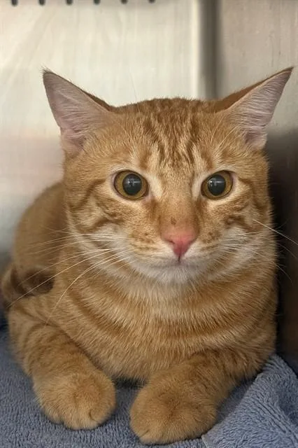 A young large-sized male Domestic Short Hair cat named Diablo for adoption in Tallahassee, FL