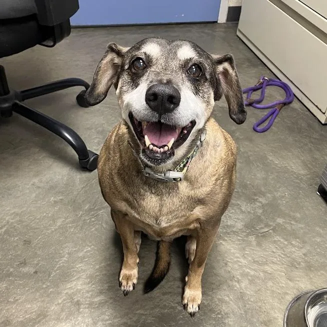 A senior large-sized female Yellow / Tan / Blond / Fawn Mixed Breed dog named Daisy for adoption in DeKalb, IL