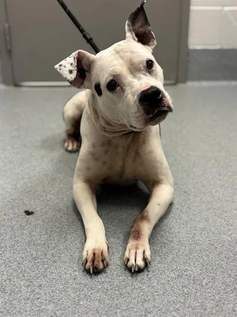 An adult medium-sized female Pit Bull Terrier dog named Baby Girl for adoption in Indianapolis, IN