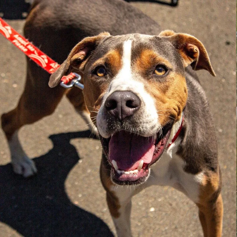 An adult medium-sized male Terrier dog named Owen for adoption in Bloomfield, CT