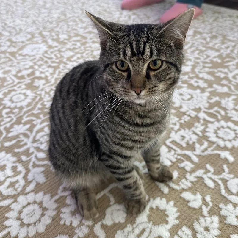 An adult large-sized male Brown / Chocolate Domestic Short Hair cat named Miso for adoption in Washington Township, OH