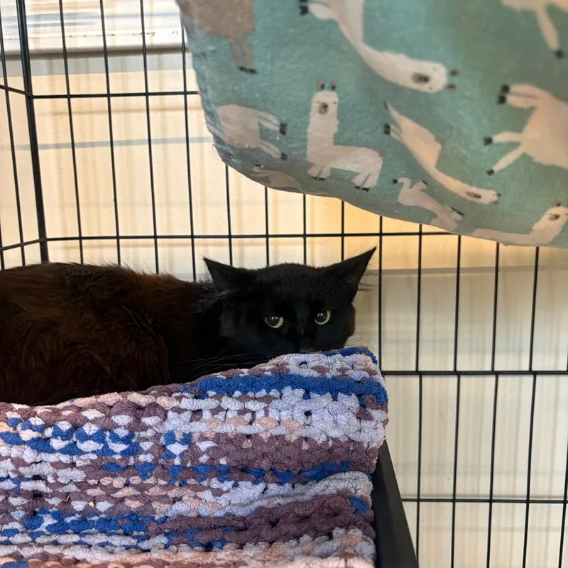 A young medium-sized male White Domestic Short Hair cat named Bart for adoption in Huntington, WV