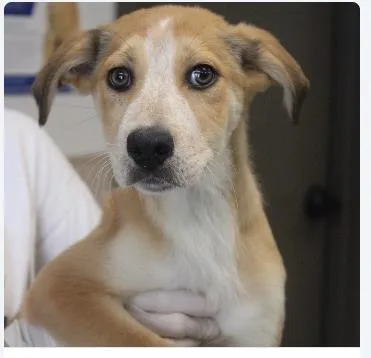 A baby medium-sized female Mixed Breed dog named Carnation for adoption in West Chester, PA