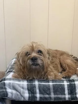 An adult small-sized male Terrier dog named Stymie for adoption in Winfield, KS