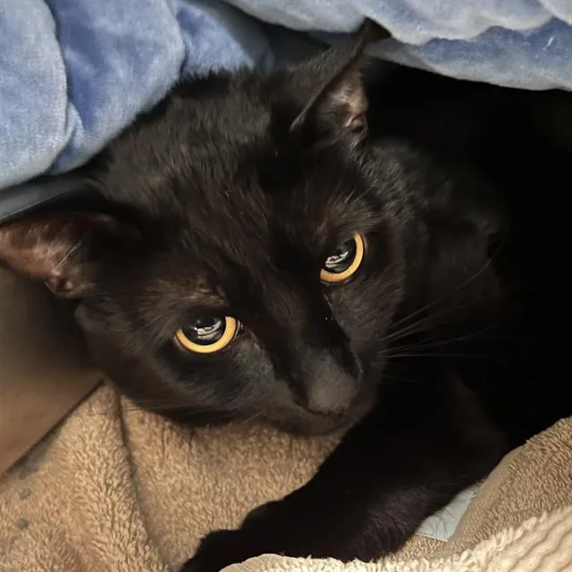 A young medium-sized male Domestic Short Hair cat named Pepper for adoption in Methuen, MA