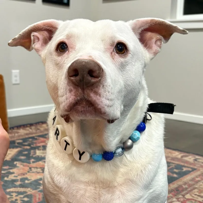 An adult large-sized male White / Cream Pit Bull Terrier dog named Marty for adoption in Bellingham, WA