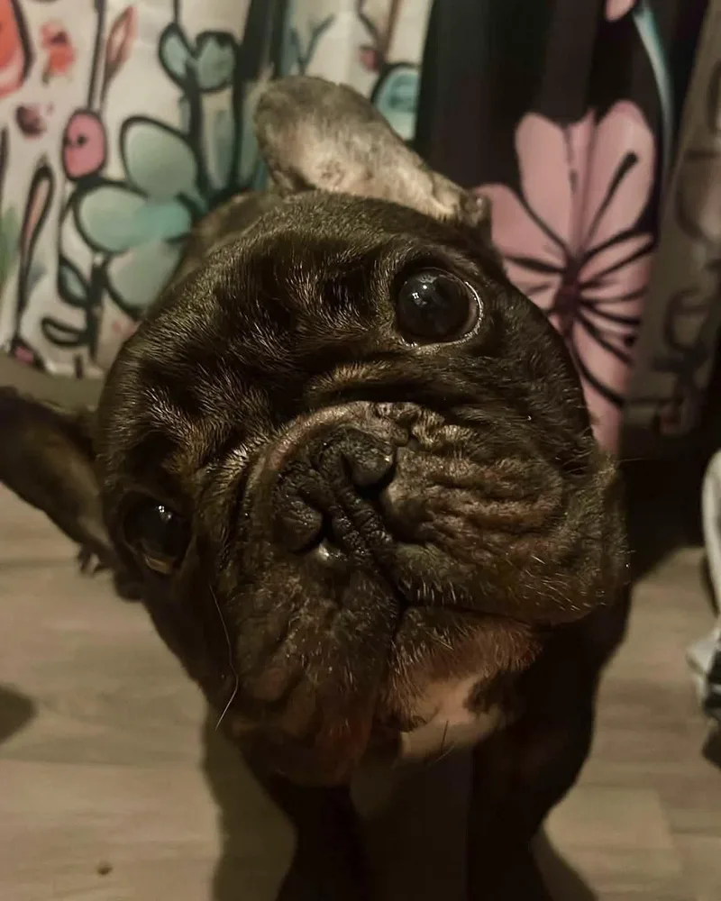 An adult small-sized male French Bulldog dog named Shug for adoption in Monticello, NY