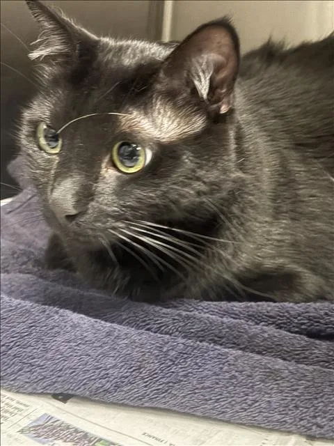 An adult small-sized male Domestic Short Hair cat named Marlo for adoption in Los Angeles, CA