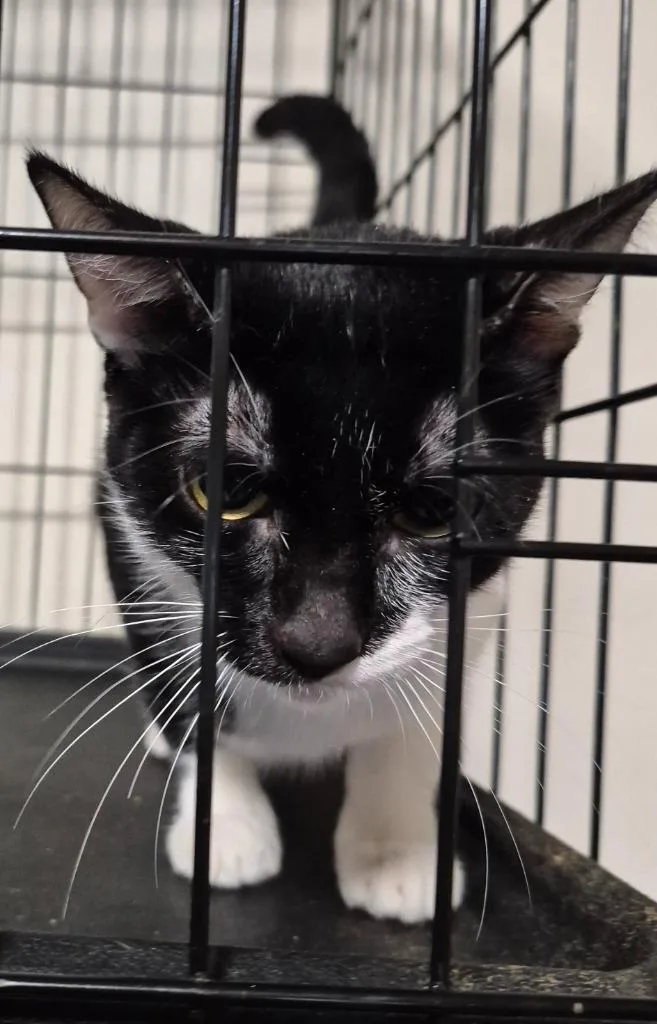 A young medium-sized female Domestic Short Hair cat named Lilliana for adoption in Thompson Falls, MT