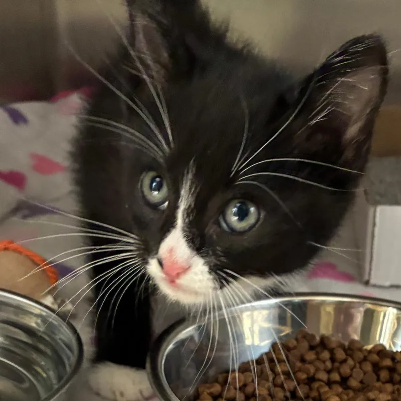 A baby small-sized male Black Domestic Short Hair cat named Ping Pong for adoption in Oak Park, IL