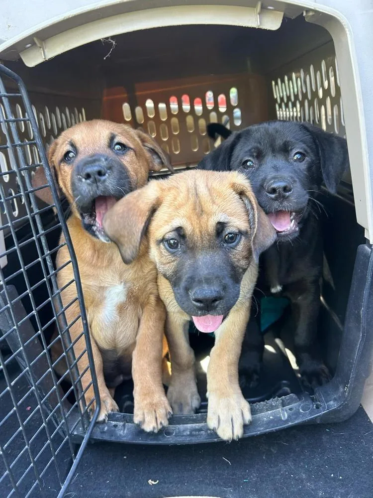 Coco Pups : Colt thumbnail 2