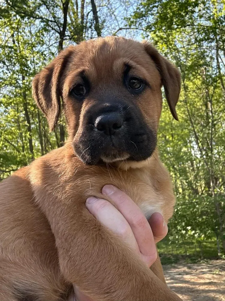 Coco Pups : Colt thumbnail 3