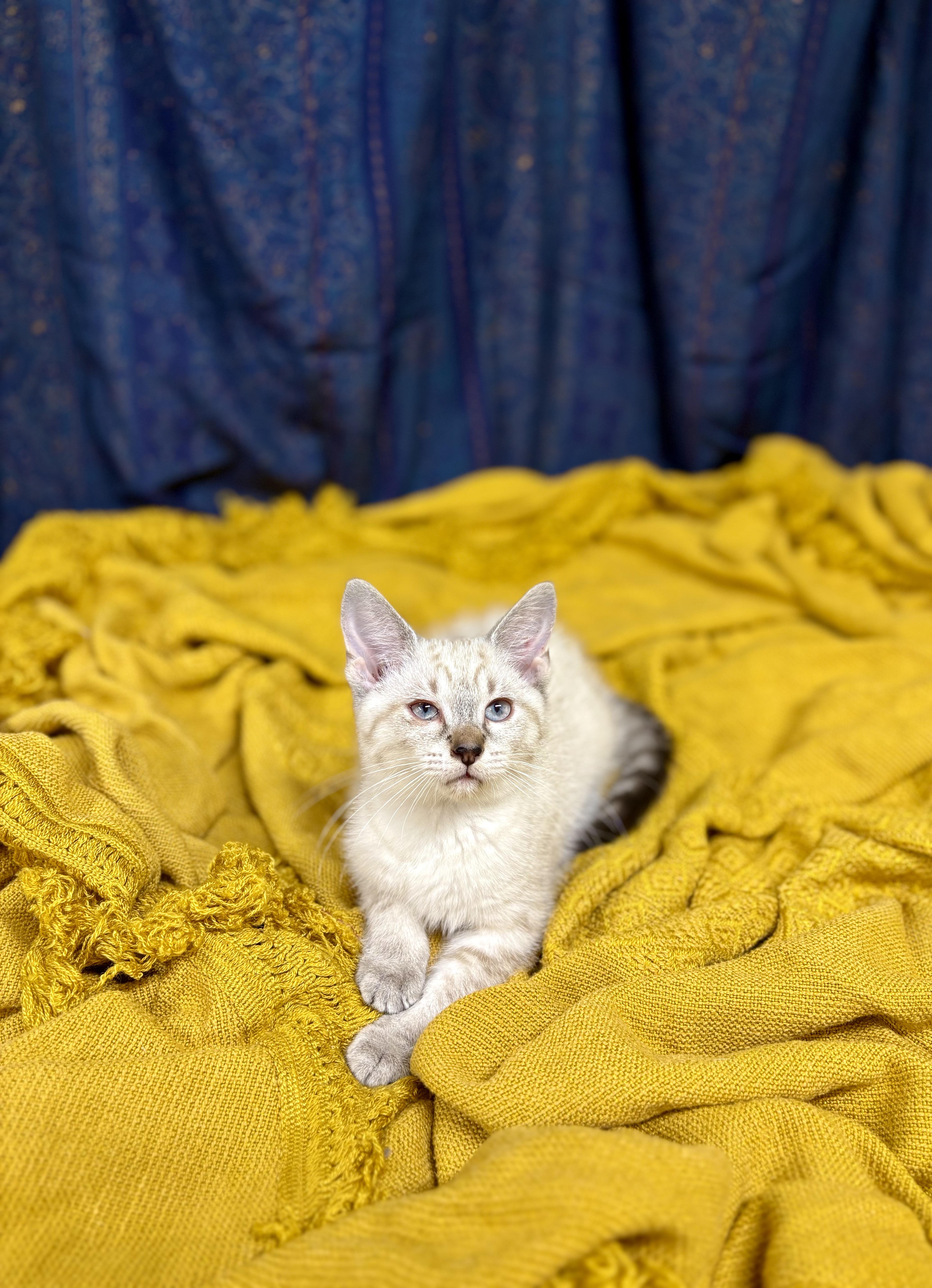 A young medium-sized female Seal Point Domestic Short Hair cat named Bubbles for adoption in Upper Sandusky, OH