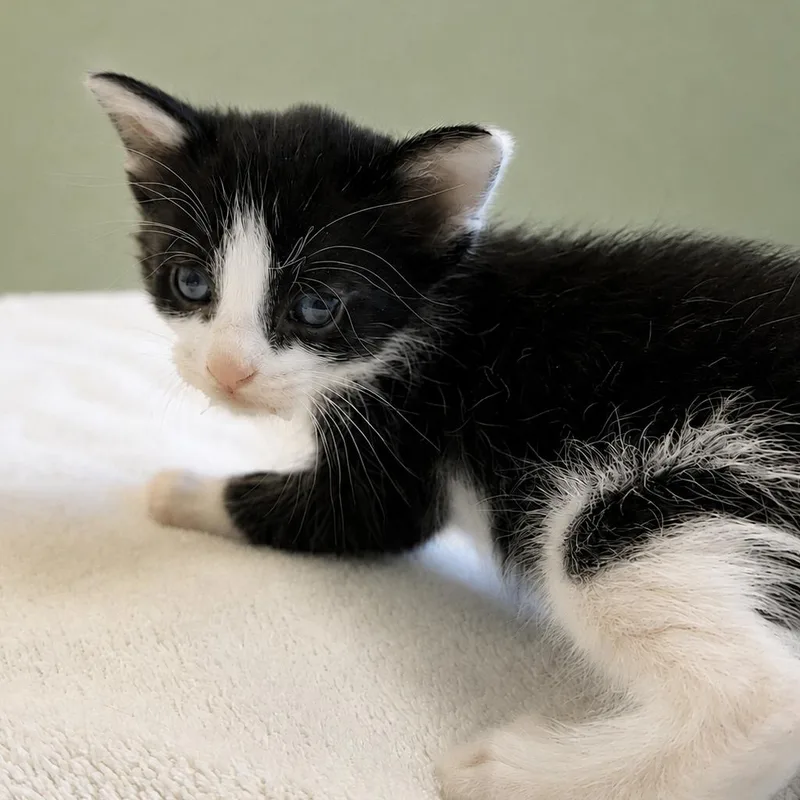 A baby small-sized male Black Domestic Short Hair cat named Rumors for adoption in Austin, TX