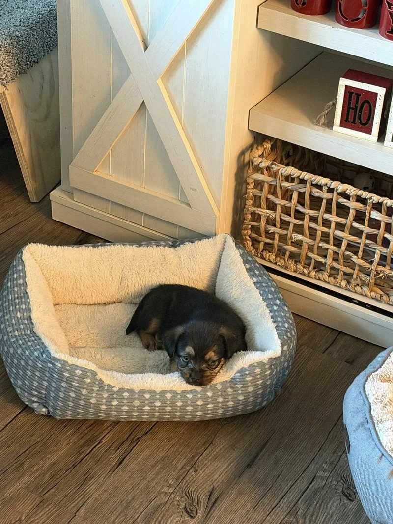 Munchkin thumbnail 2