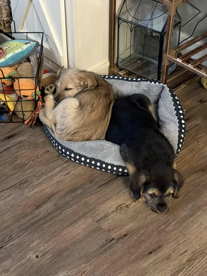 Munchkin thumbnail 3