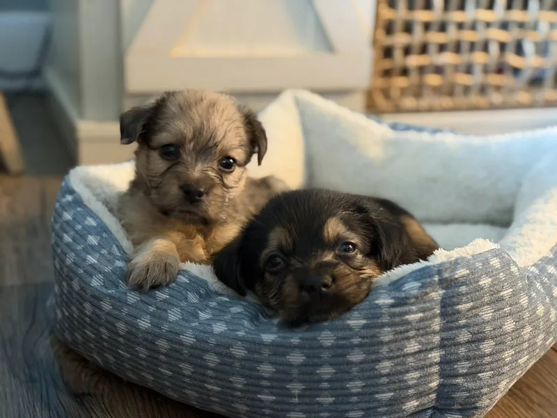 Munchkin thumbnail 4