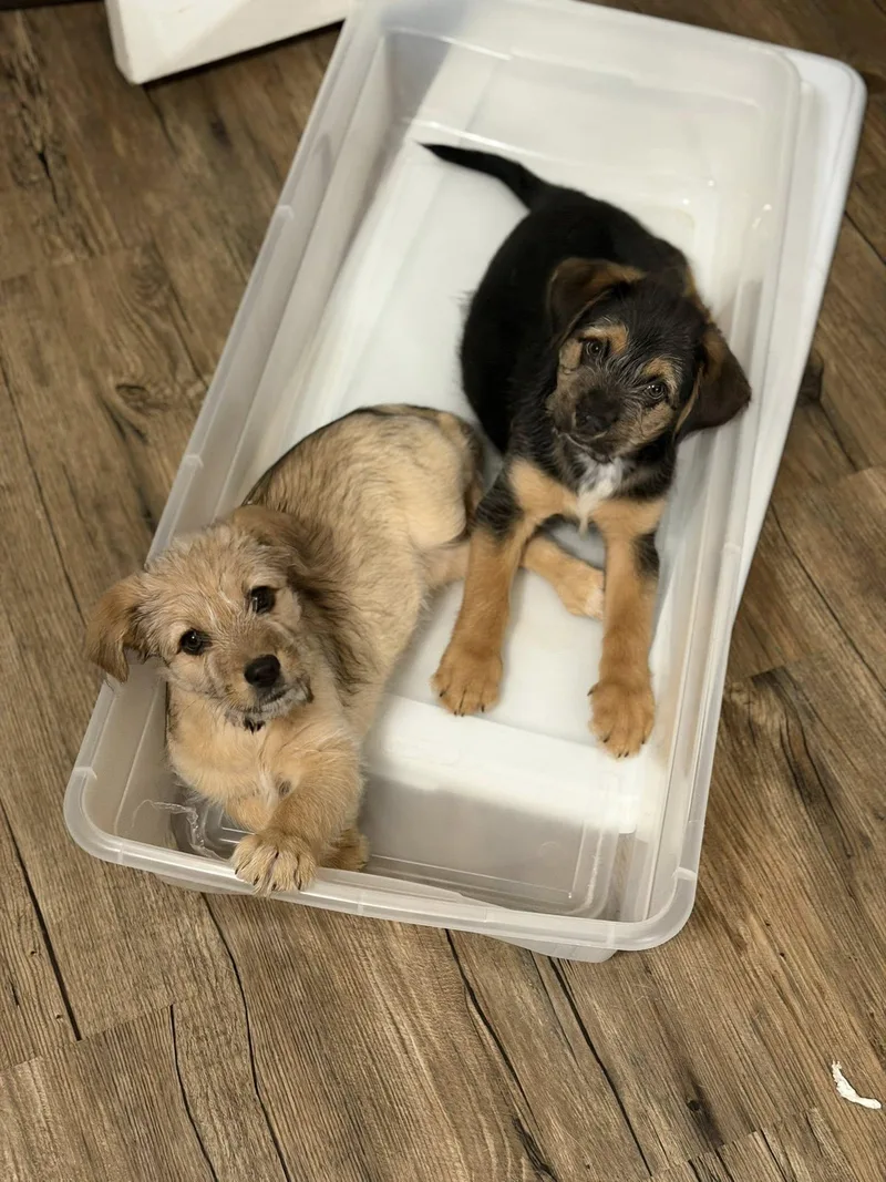 Munchkin thumbnail 5