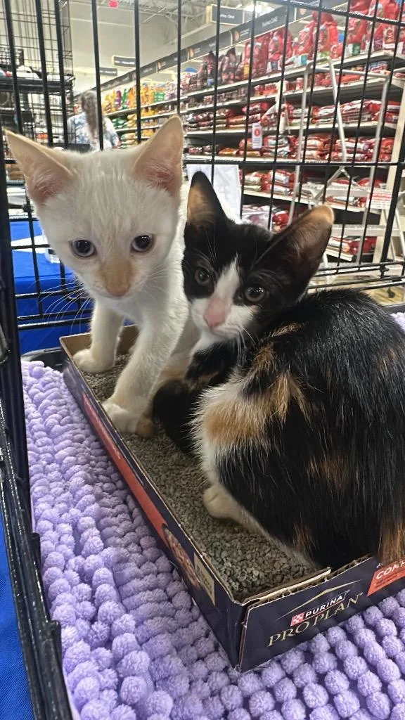 A baby large-sized female Domestic Short Hair cat named Hermione for adoption in warrenville, SC