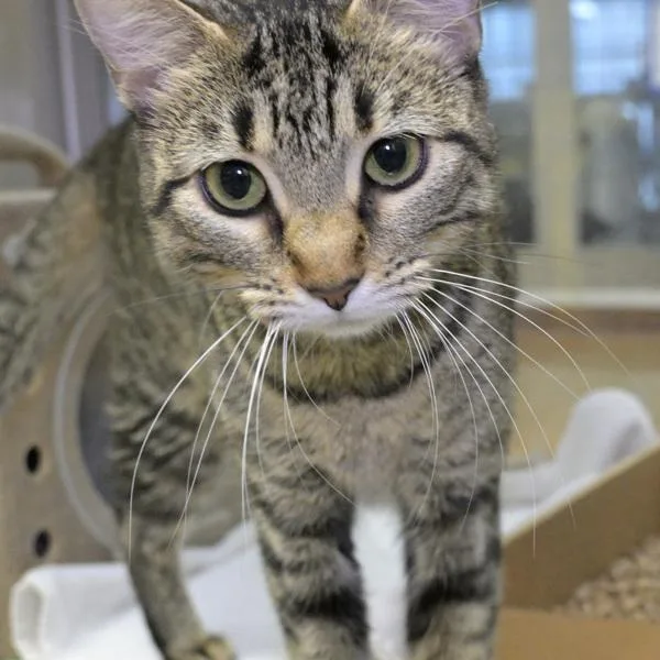 An adult small-sized female Domestic Short Hair cat named Cinnamon for adoption in Austin, TX