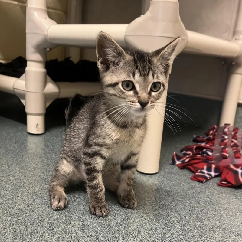 A baby small-sized female Brown / Chocolate Domestic Short Hair cat named Nikki for adoption in Naples, FL
