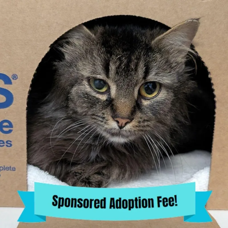 An adult medium-sized female Brown / Chocolate Domestic Medium Hair cat named Boo Boo for adoption in Novelty, OH