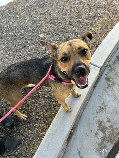 A young large-sized female American Staffordshire Terrier dog named Fritter for adoption in Phoenix, AZ