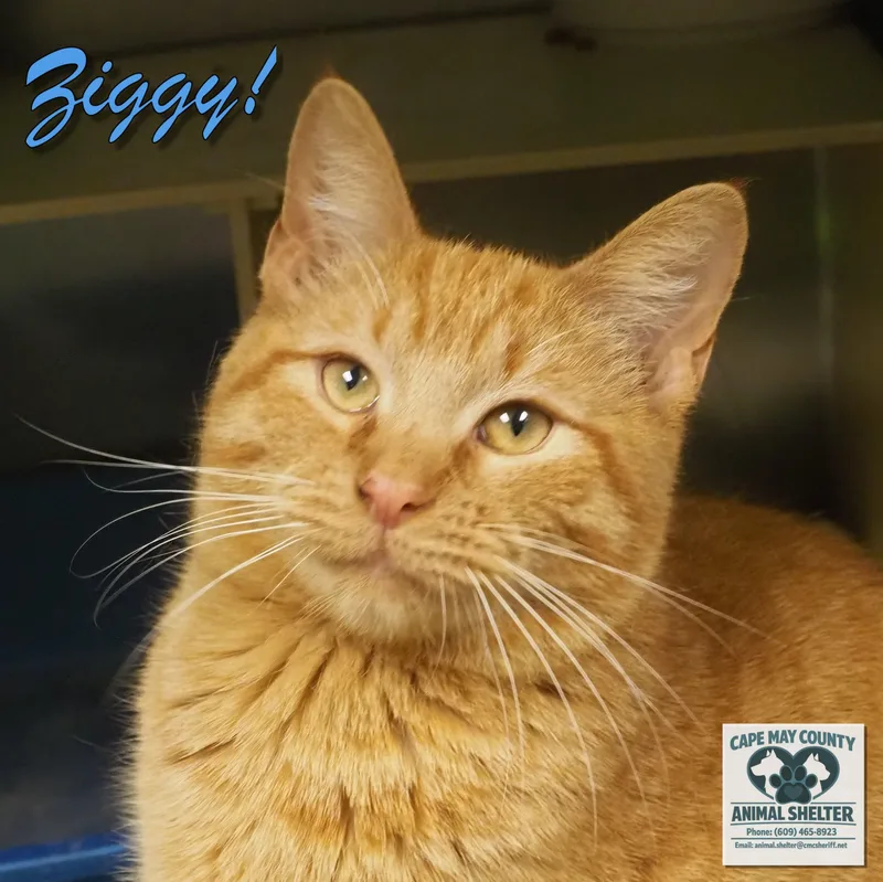A young medium-sized male Domestic Short Hair cat named Ziggy for adoption in Cape May Court House, NJ