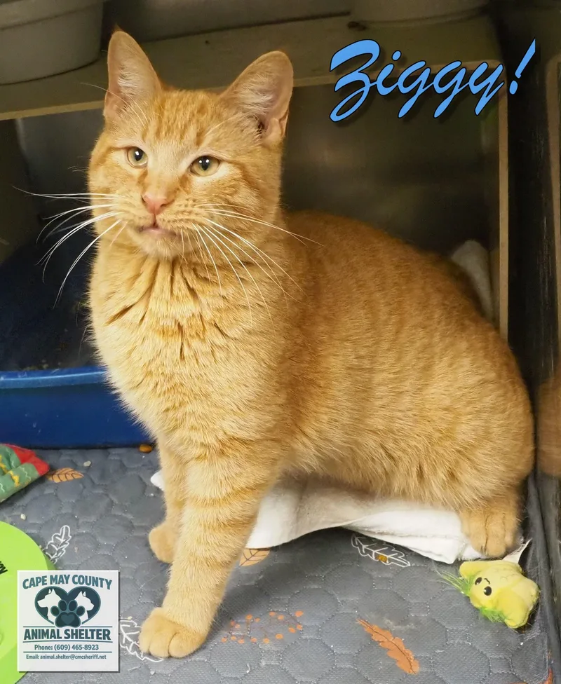 Ziggy thumbnail 2
