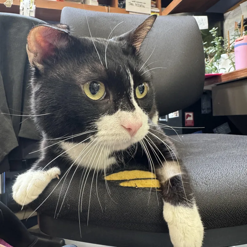 A young medium-sized male Black & White / Tuxedo Domestic Short Hair cat named Bruno for adoption in New York, NY